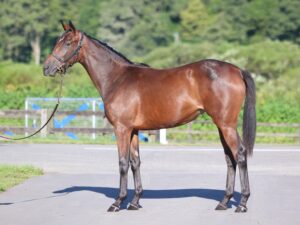 投稿についてもっと詳しく セプテンバーセール2025上場馬